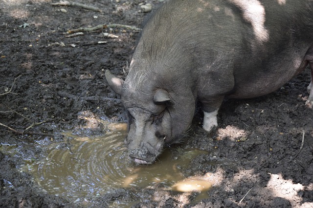 巴萨争锋的 巴萨争锋的