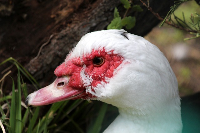 严厉裁决 严厉裁决
